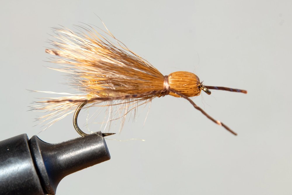 Golden Stonefly